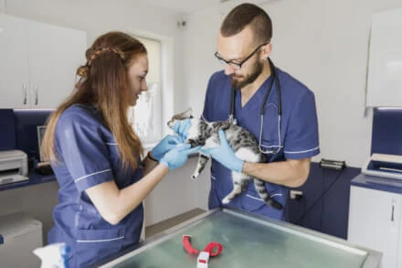 Corso E-learning di Formazione sulla Sicurezza per Lavoratori Addetti alla Fornitura di Servizi Veterinari  Rischio Basso