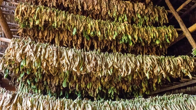 Corsi sicurezza lavoratori industria tabacco confezionamento taglio essicazione lavorazione