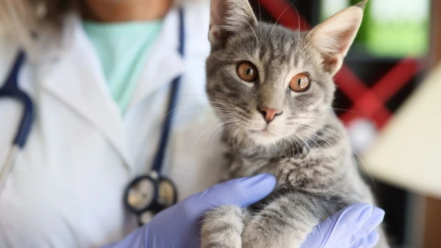 Corsi sicurezza lavoratori settore servizi veterinari gestione assistenza animali