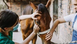 Formazione sicurezza lavoratori settore servizi veterinari gestione assistenza animali